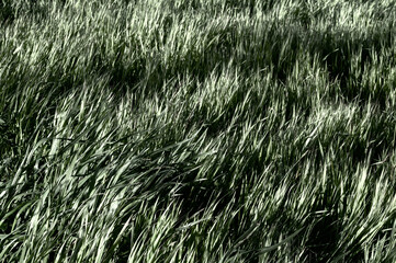 Thin steams of tall green grass. Green juicy grass in the park.