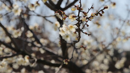 spring blossom in spring