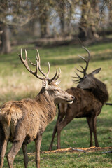 Two male red deers walking in the middle of nature in Richmond Park