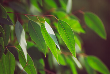 Eucalyptus green leaves