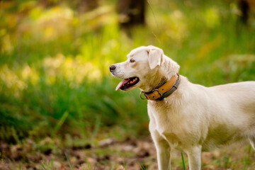 White dog in a magical forest. adventure dog. hiking with dogs. quality time. healthy lifestyle.