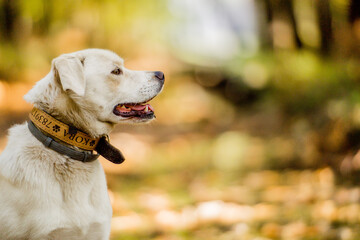 White dog in a magical forest. adventure dog. hiking with dogs. quality time. healthy lifestyle.
