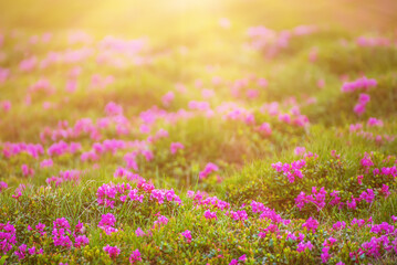 Rhododendron flowers in nature