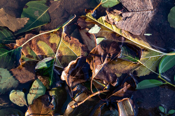 bright autumn maple leaves in water, natural background. autumn atmosphere image. fall season concept.