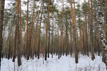 Fototapeta premium Pine winter snowy forest on a cloudy frosty day