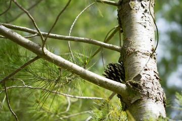 Pineapple on the pine