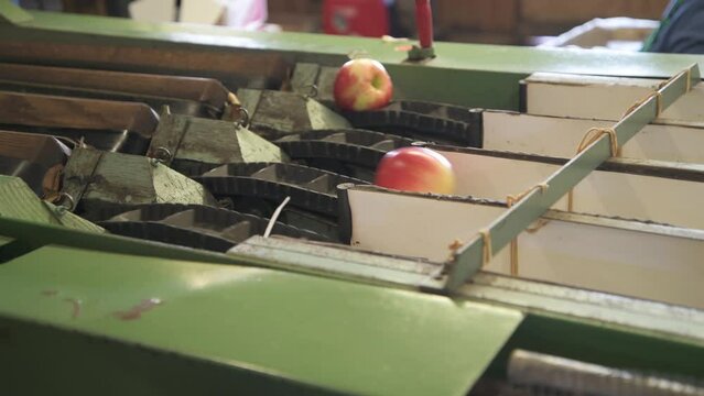 Fresh picked apples on conveyer belt