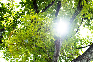 Fototapeta na wymiar Background of sunlight through green leaves
