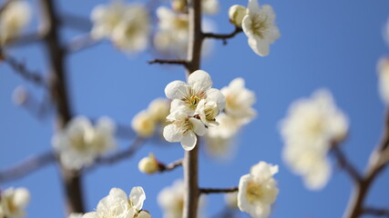 Blossom
