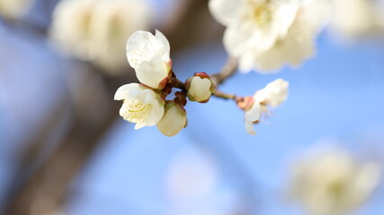 Blossom