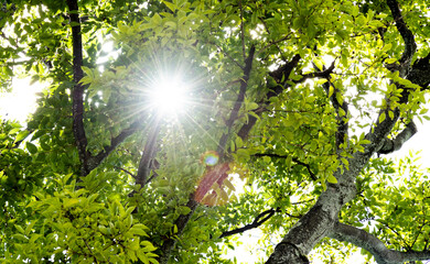 Fototapeta premium Background of sunlight through green leaves