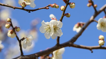 Blossom
