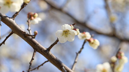 Blossom