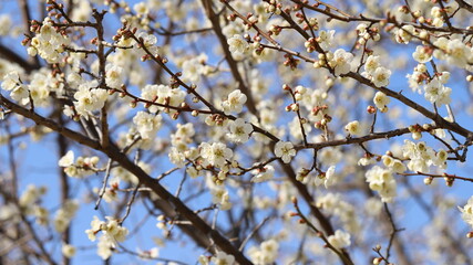 Blossom
