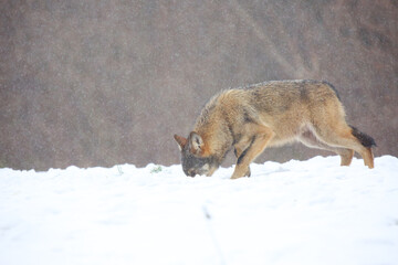 The wild european wolf (Canis lupus lupus) in the snow blizzard.