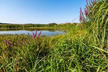 Pełnia lata w Dolinie Narwi, Podlasie, Polska © podlaski49