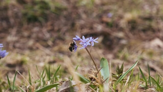 Squill or wood squill blue flowers pollinated by honey bee. Scilla bifolia, the alpine squill or two-leaf squill on the meadow. The first spring flowers in the forest