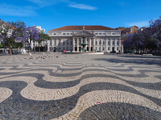 Rossio square in Lisbon in Portugal with purple blooming Jacaranda mimosifolia trees