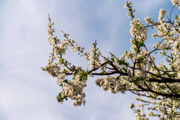 Magnolia trees and spring flowers at garden. blue sky background. Magnolia tree blooms in large beautiful pink flowers of magnolia. 