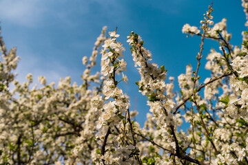 Magnolia trees and spring flowers at garden. blue sky background. Magnolia tree blooms in large beautiful pink flowers of magnolia. 