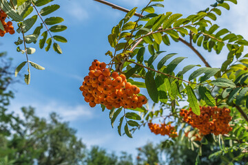Ripe rowan fruits grow on a branch with green leaves against a blue sky. A bunch of juicy orange berries from a wild Sorbus aucuparia tree - obrazy, fototapety, plakaty