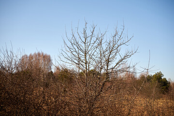 drzewo bez liści na tle niebieskiego nieba 