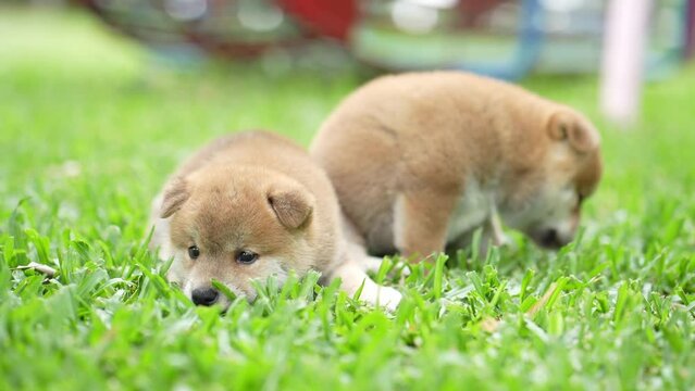 Shiba Inu puppy playing in the grass. Happy puppy Shiba Inu playing in the playground.