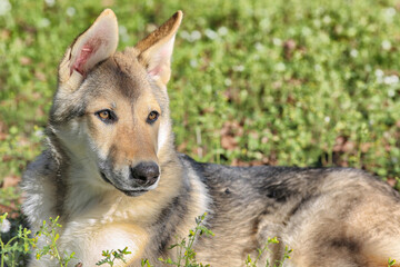 german shepherd dog