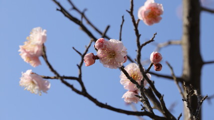 Blossom