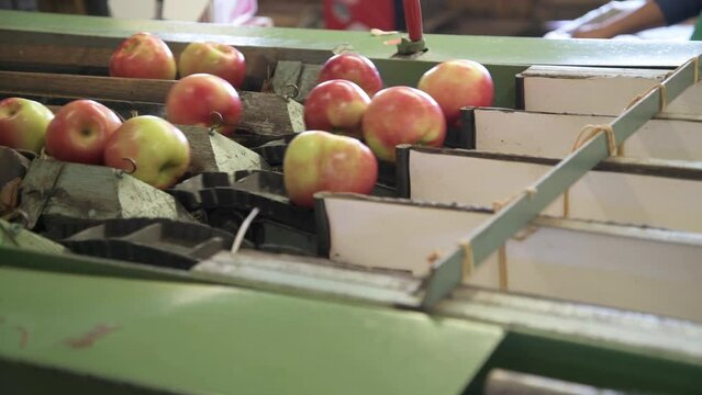 Fresh picked apples on conveyer belt