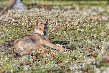 Cane lupo cecoslovacco