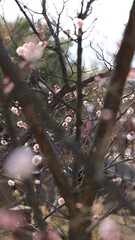 Blossom