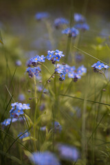 flowers in the meadow