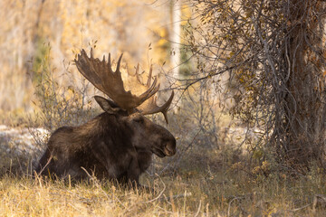 Naklejka na ściany i meble Bull Moose in Grand Teton National Park Wyoming in Autumn