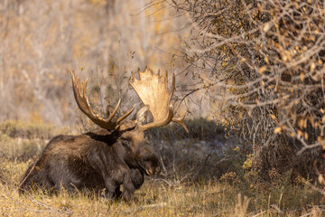 Bull Moose in Grand Teton National Park Wyoming in Autumn