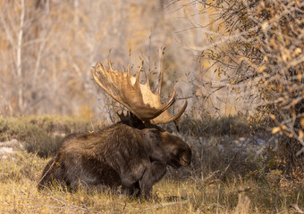 Bull Moose in Grand Teton National Park Wyoming in Autumn