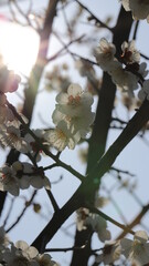 Blossom