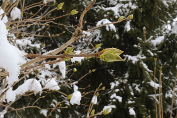 Late spring snow on the young leaves that have just opened