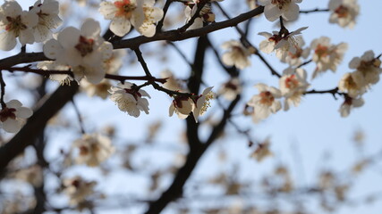 Blossom