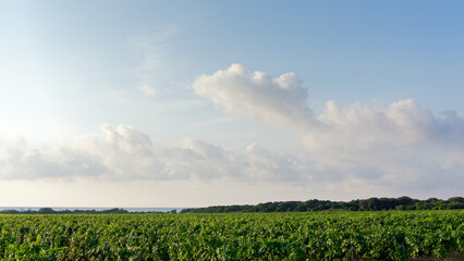 Fototapeta premium Vineyard in eastern coast of Corsica island. Costa Verde plain 