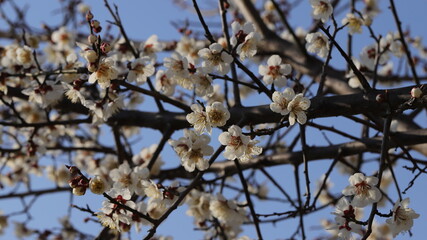Blossom