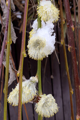 Willow flowers covered in snow