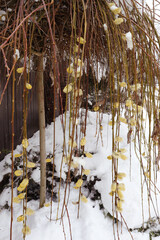 Dangling flowering branches of an ornamental willow covered in late spring snow