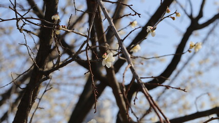 Blossom