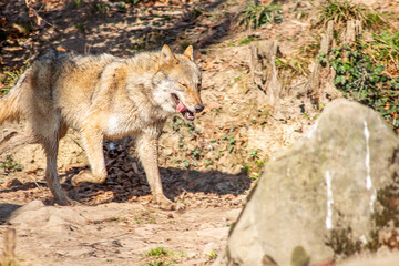 Wolf im Wald