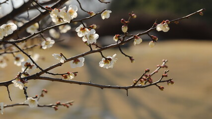 Blossom