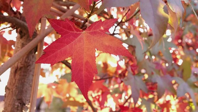 Liquidambar styraciflua Herbstlaub an einem Spalier