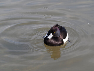  (Aythya fuligula) Reiherente. Männlich frontal schwimmen auf ruhigen Gewässern