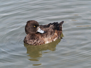 (Aythya fuligula)  Reiherente. Weiblich mit weißem Ring um den Schnabel, dunkelbraun mit leicht aufgehellten Flanken. Grau-weiß Schnabel