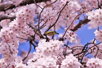 桜と鳥